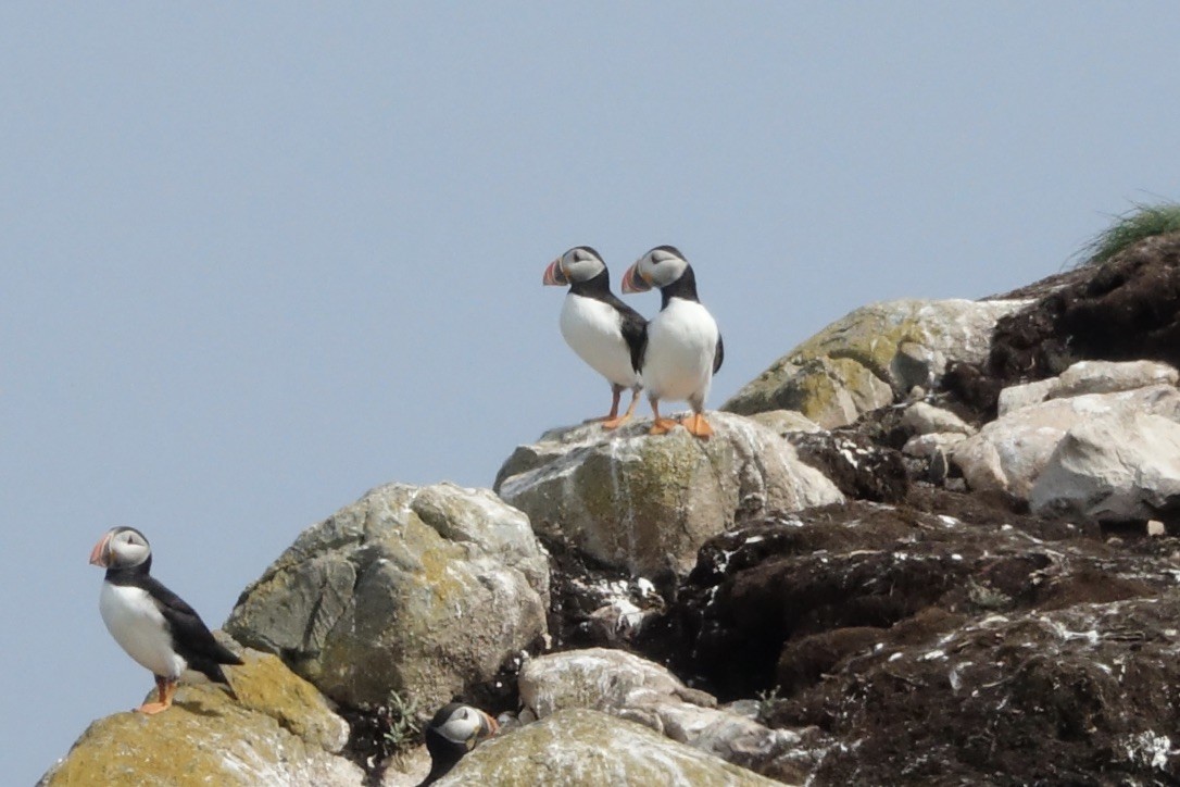 Atlantic Puffin - ML626147133