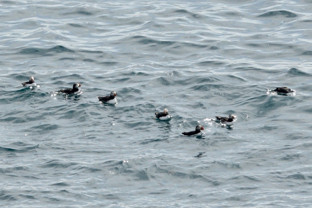 Atlantic Puffin - ML626147135