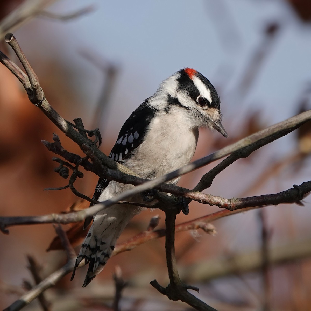 Downy Woodpecker - ML626147149