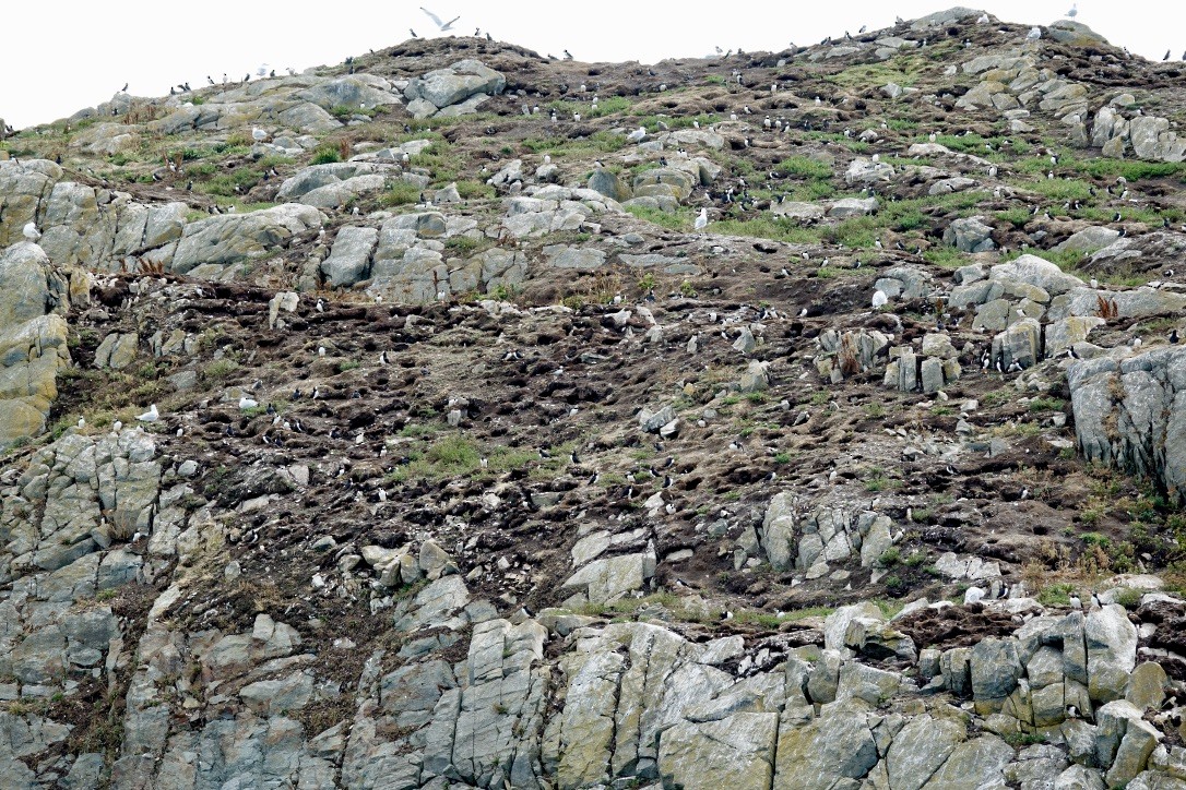 Atlantic Puffin - ML626147152