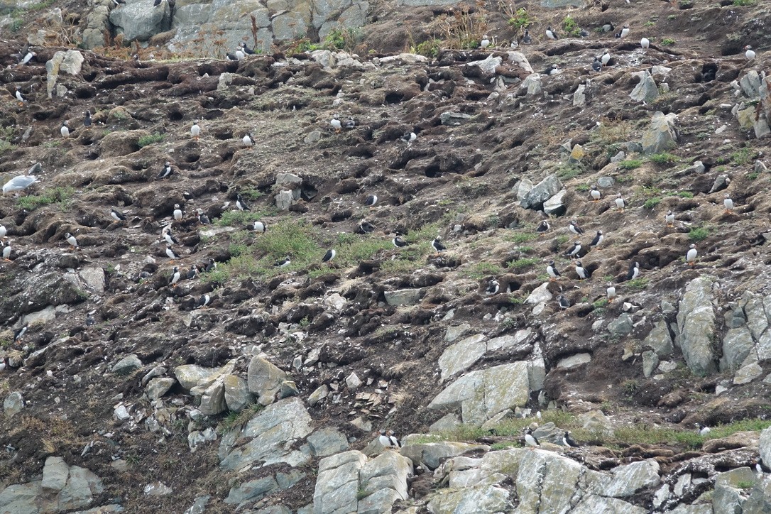 Atlantic Puffin - ML626147158