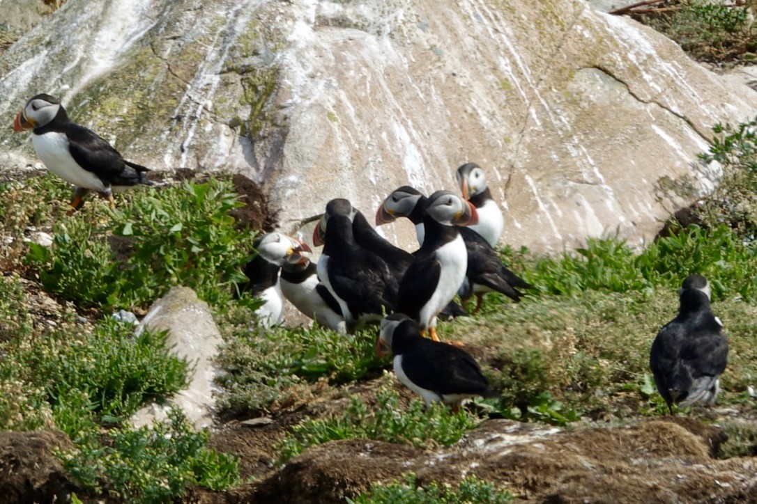 Atlantic Puffin - ML626147166