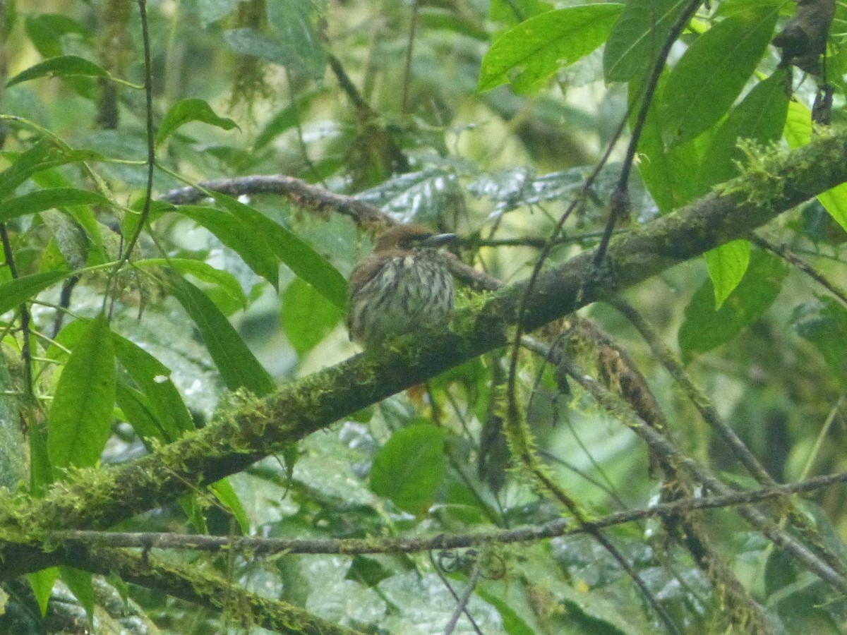 Lanceolated Monklet - ML626147227