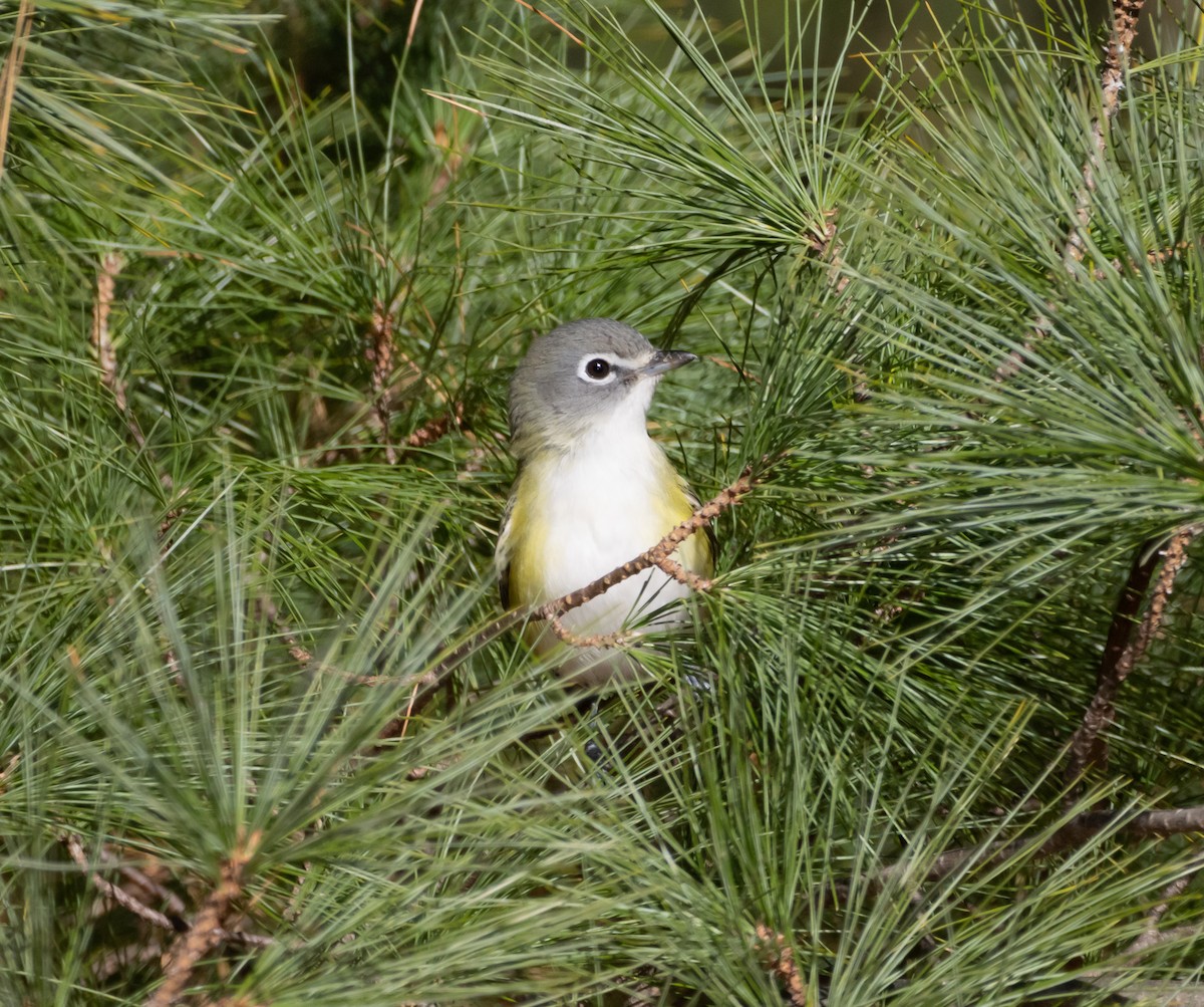 Blue-headed Vireo - ML626147250