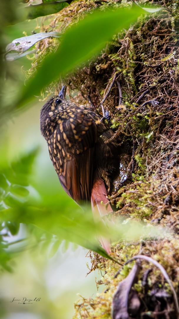 Rusty-winged Barbtail - ML626147254