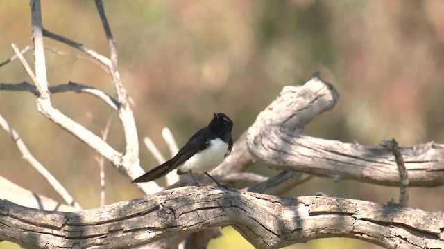 Willie-wagtail - ML626147261