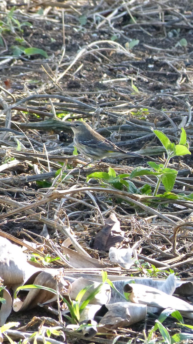 Yellow-rumped Warbler - ML626147284