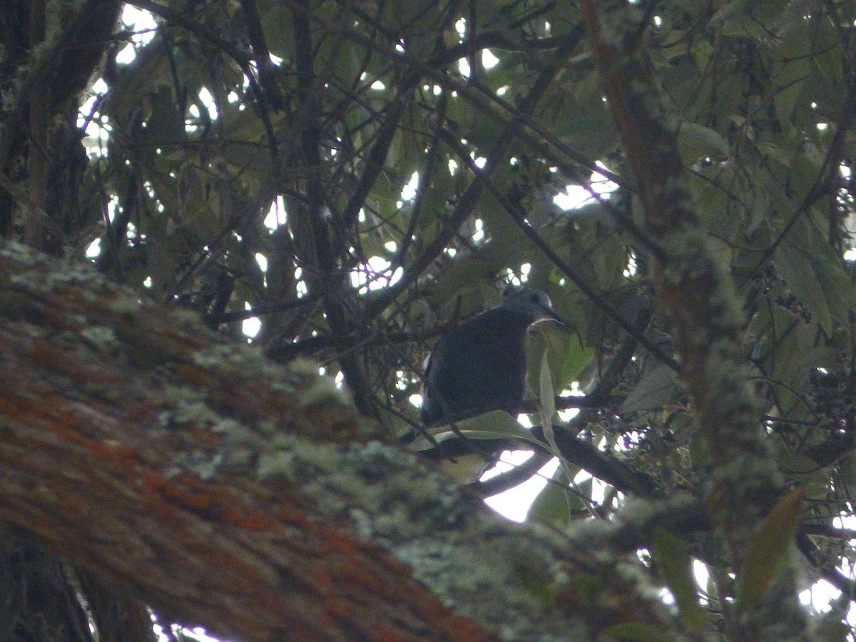 Maroon-chested Ground Dove - ML626147361