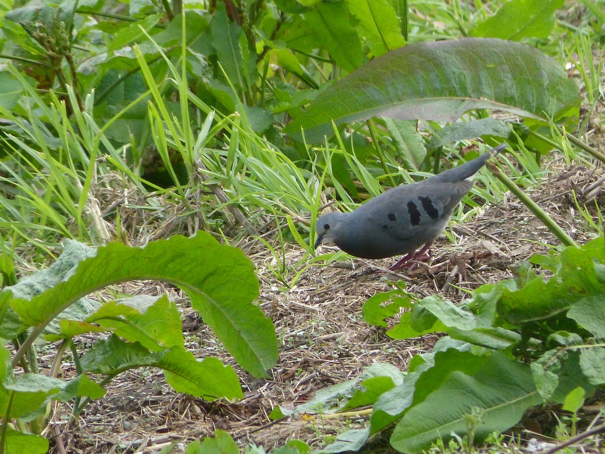 Maroon-chested Ground Dove - ML626147362