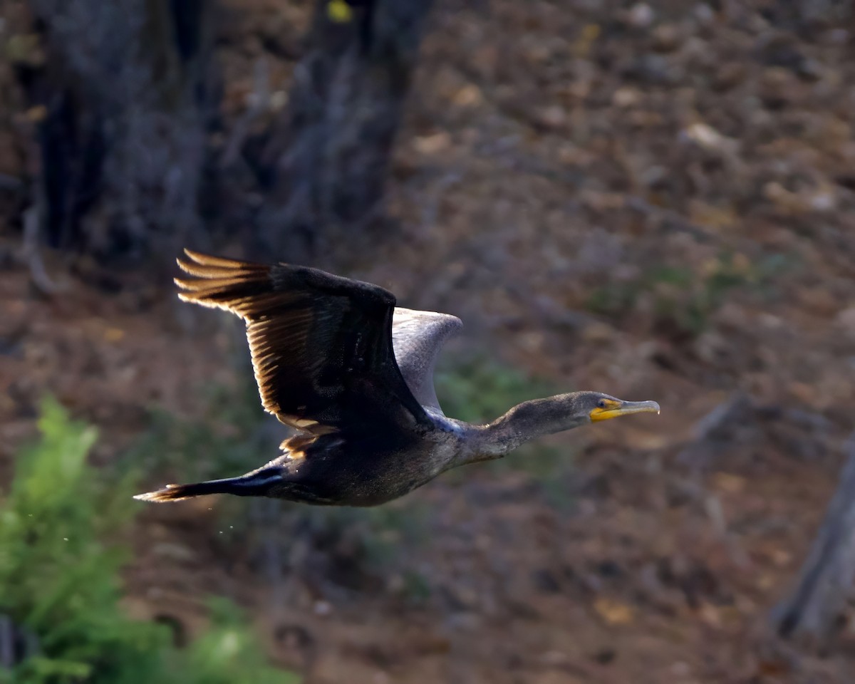 Double-crested Cormorant - ML626147378