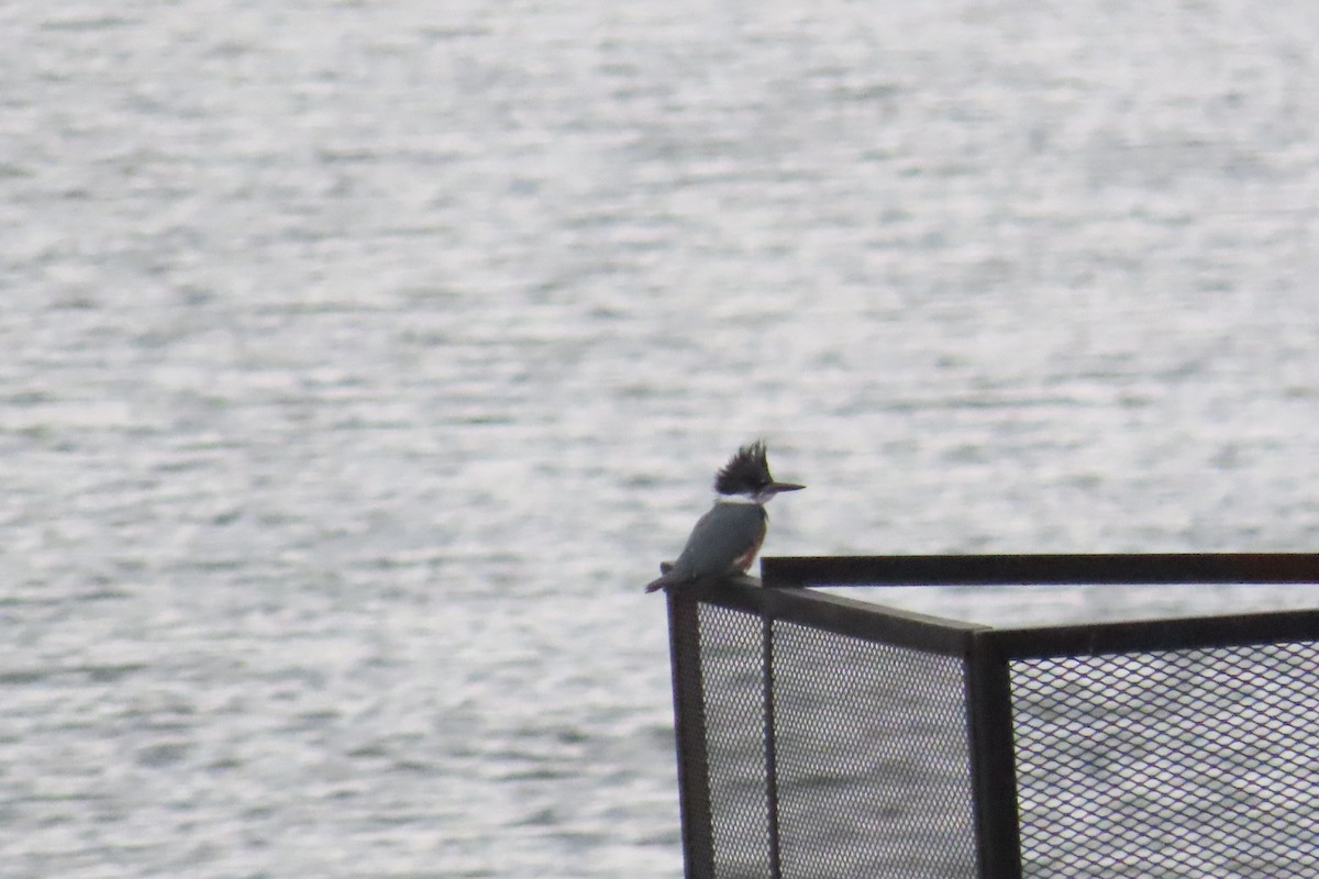Belted Kingfisher - ML626147383