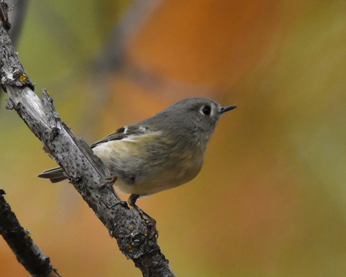 Ruby-crowned Kinglet - ML626147384