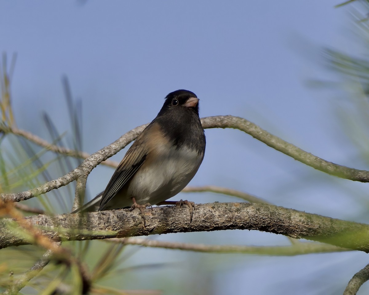 Dark-eyed Junco - ML626147389