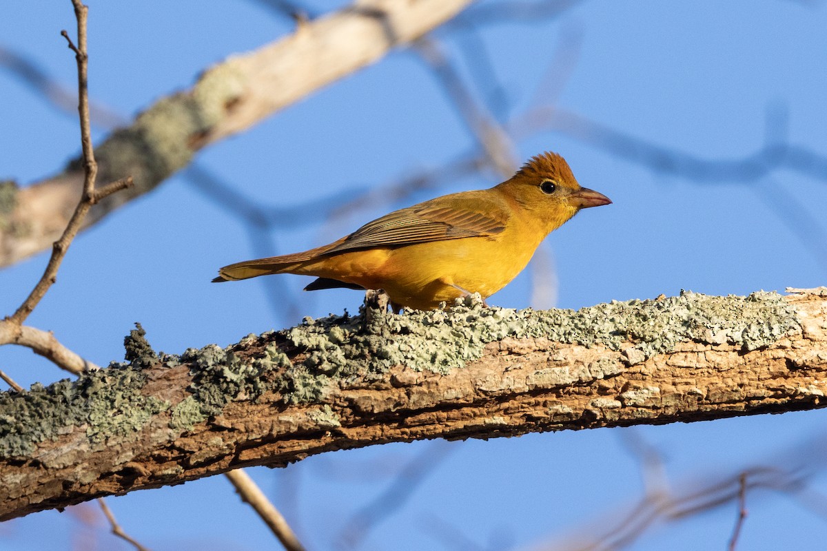 Summer Tanager - ML626147519