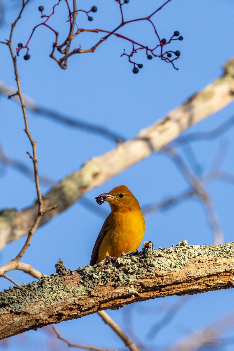 Summer Tanager - ML626147520