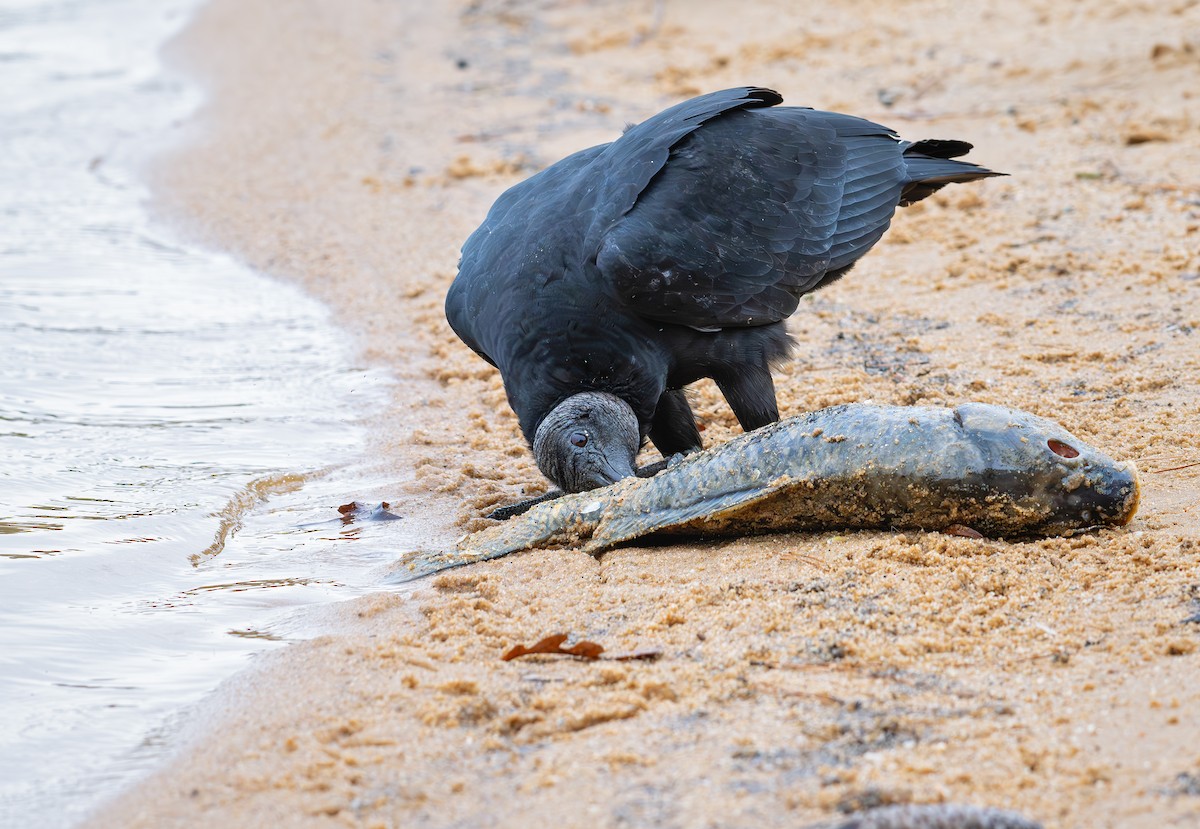 Black Vulture - ML626147616