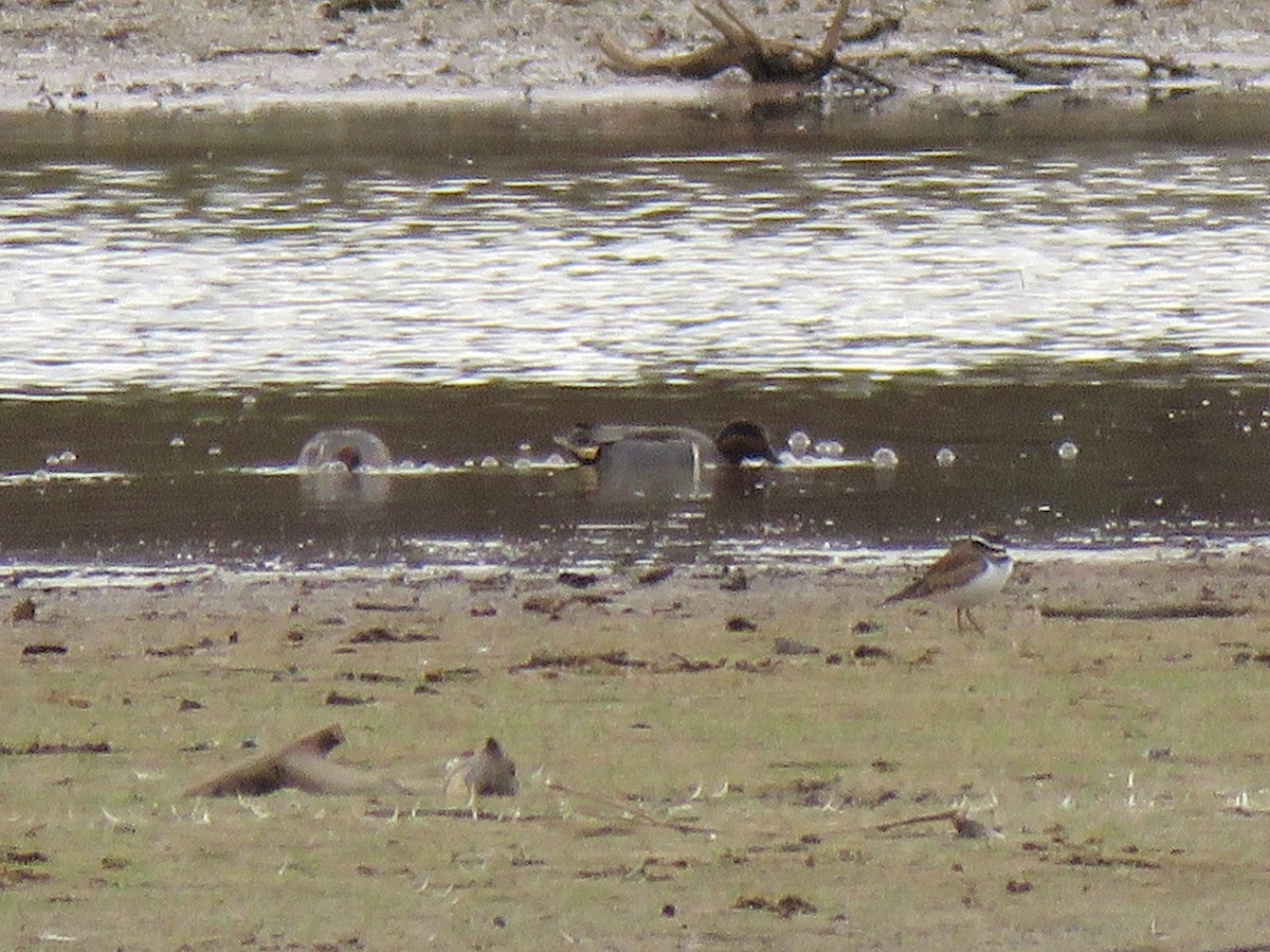 Green-winged Teal (American) - ML626148176