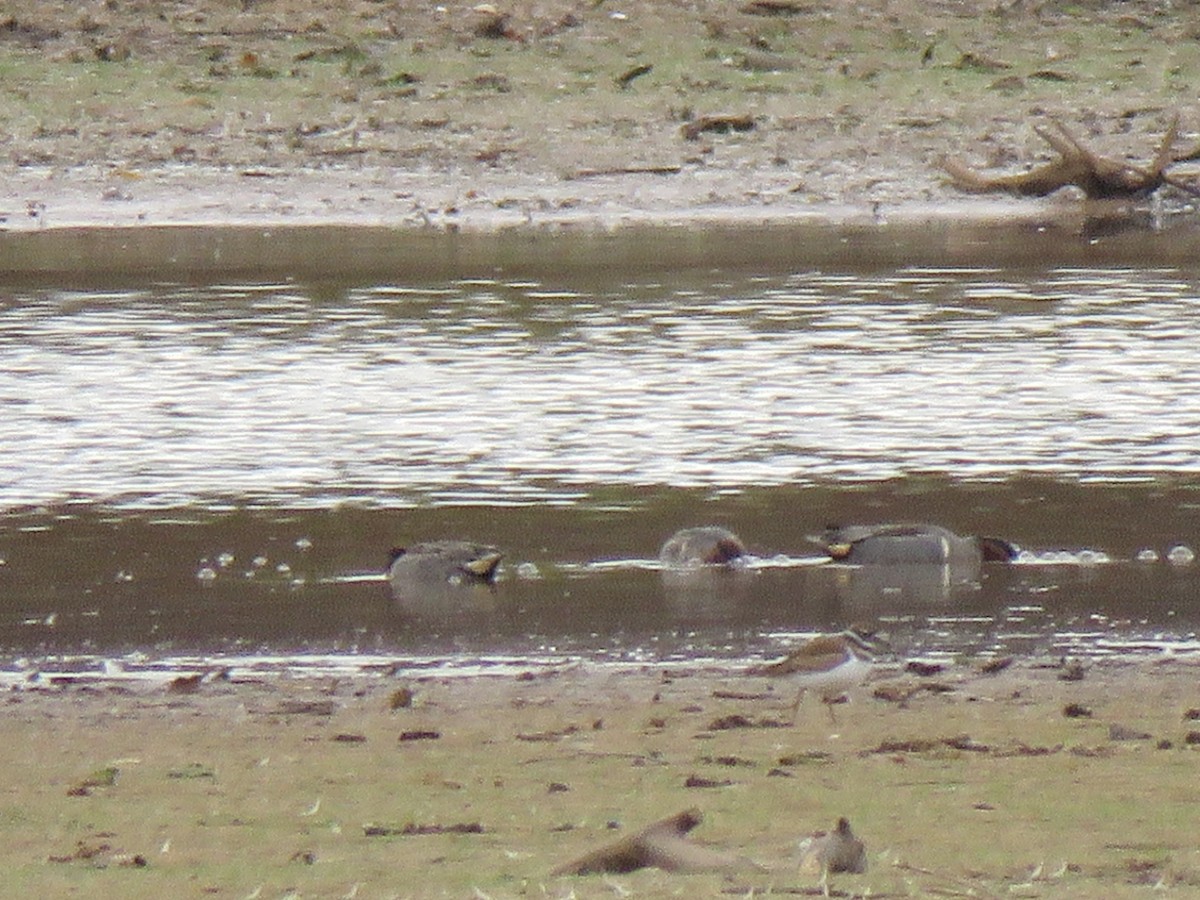 Green-winged Teal (American) - ML626148202