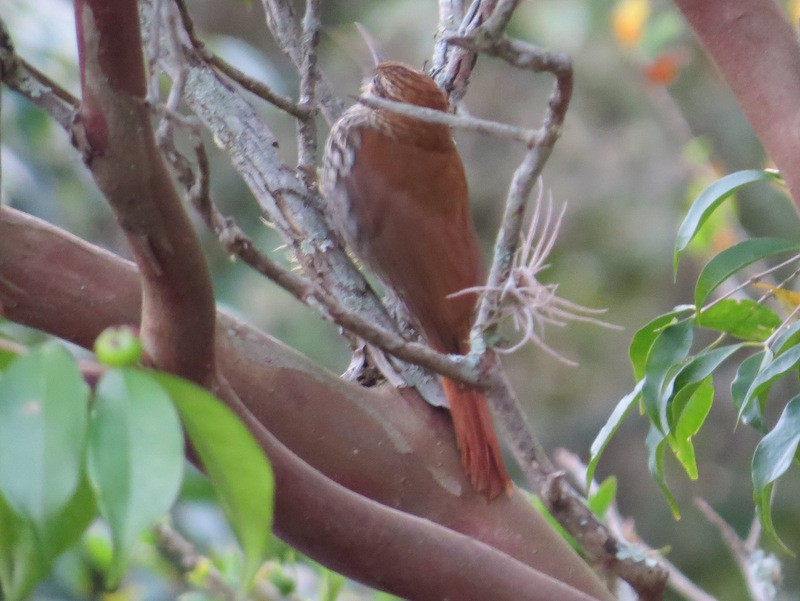 Scaled Woodcreeper - ML62614851