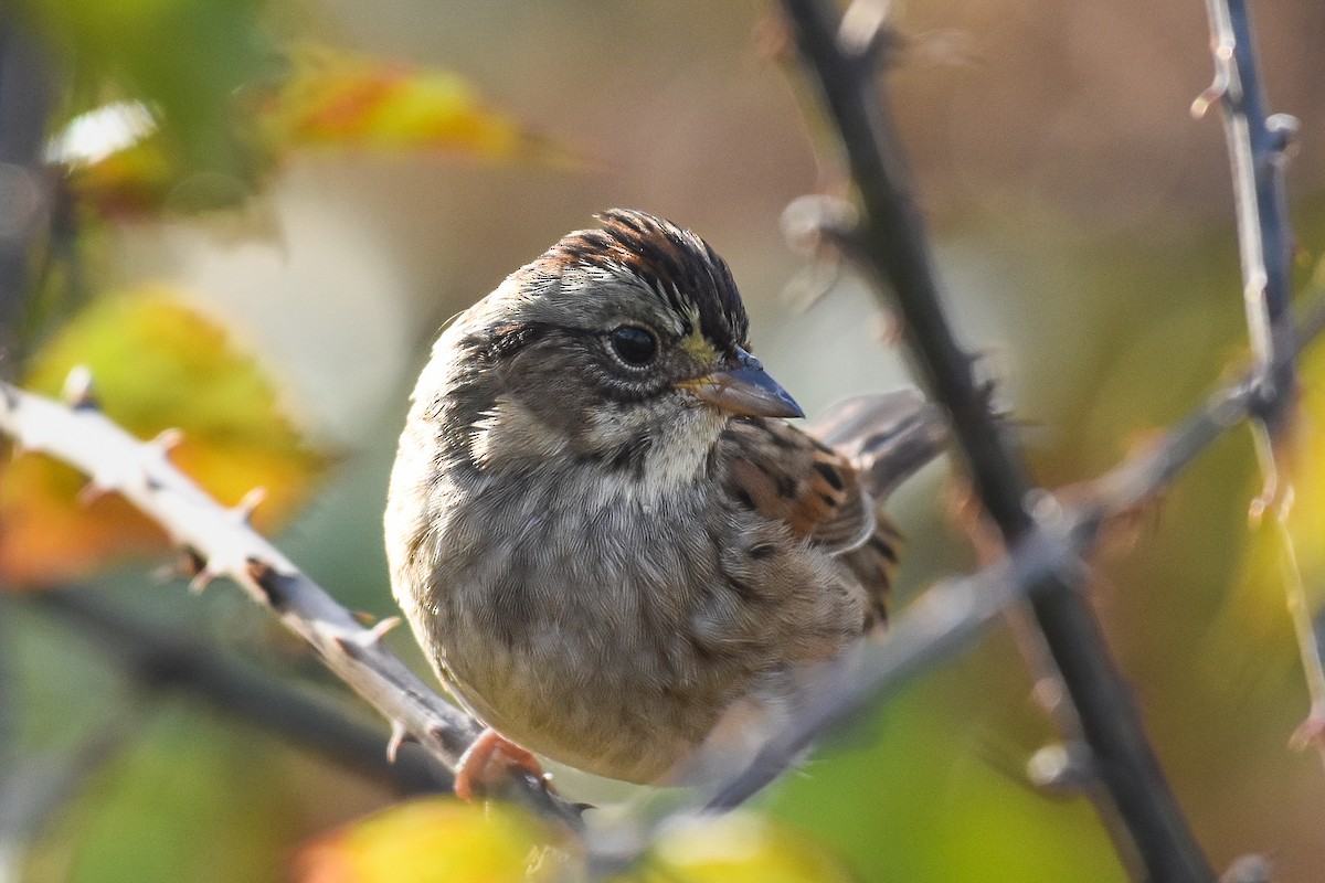 Swamp Sparrow - ML626148537
