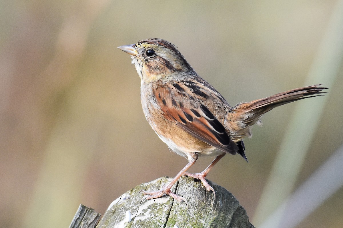 Swamp Sparrow - ML626148538