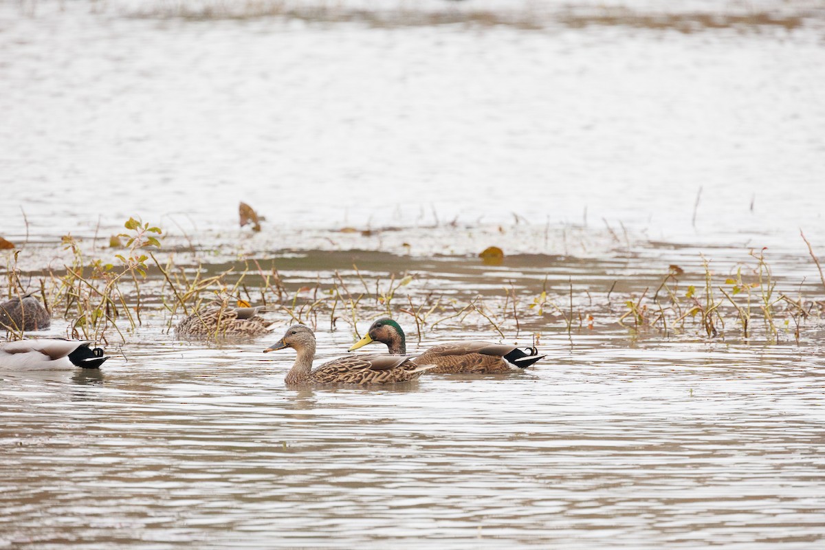 Mallard x American Black Duck (hybrid) - ML626148542