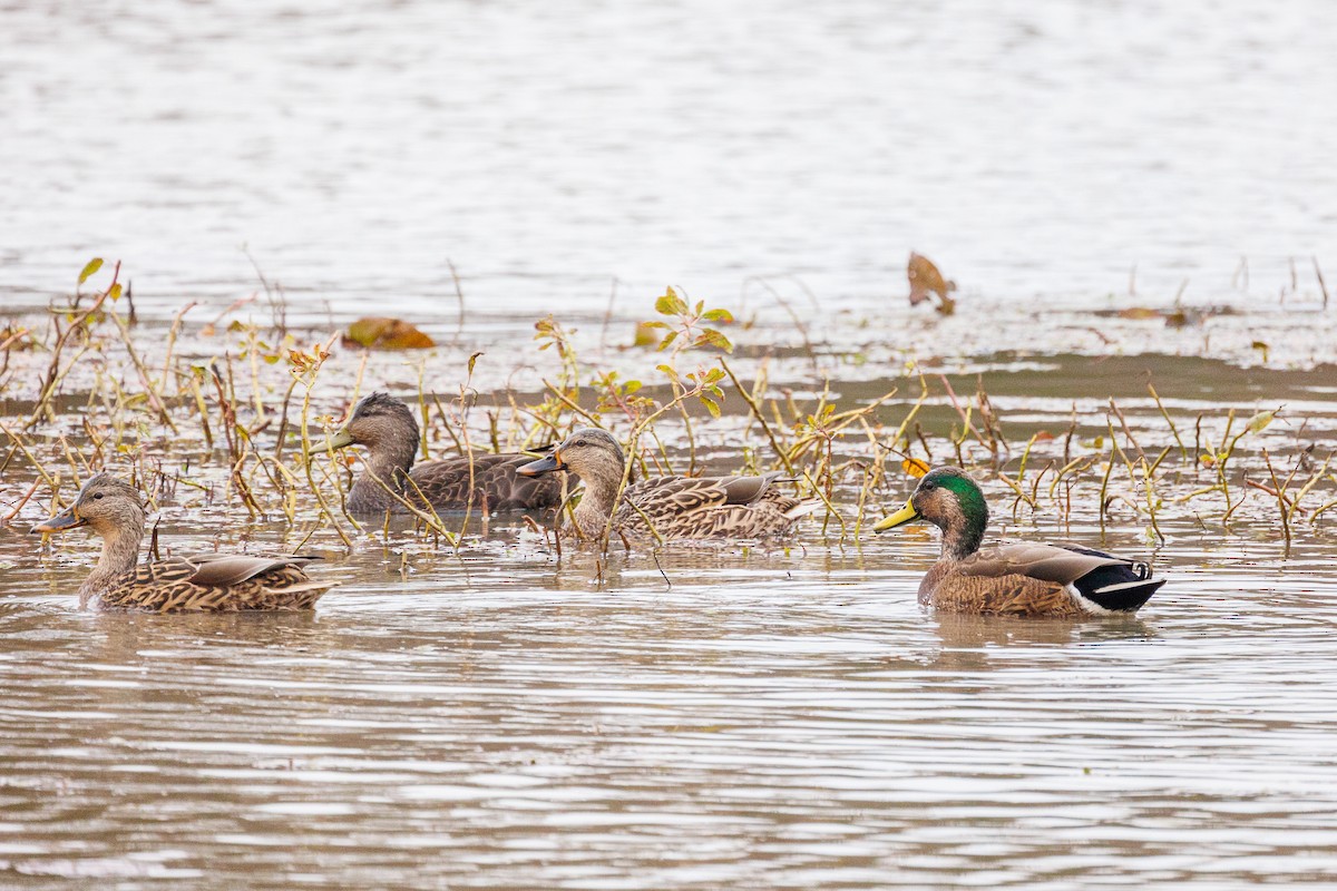 Mallard x American Black Duck (hybrid) - ML626148543