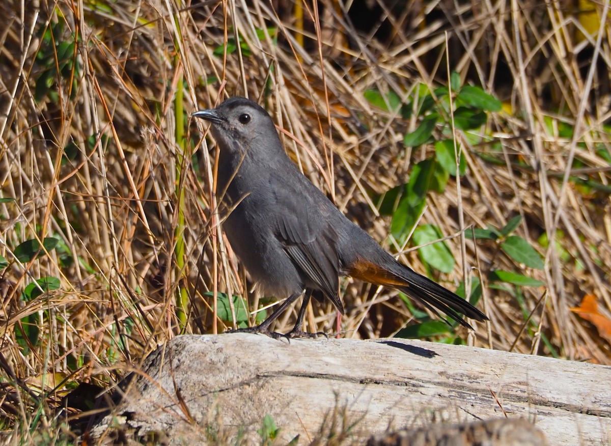 Gray Catbird - ML626148608