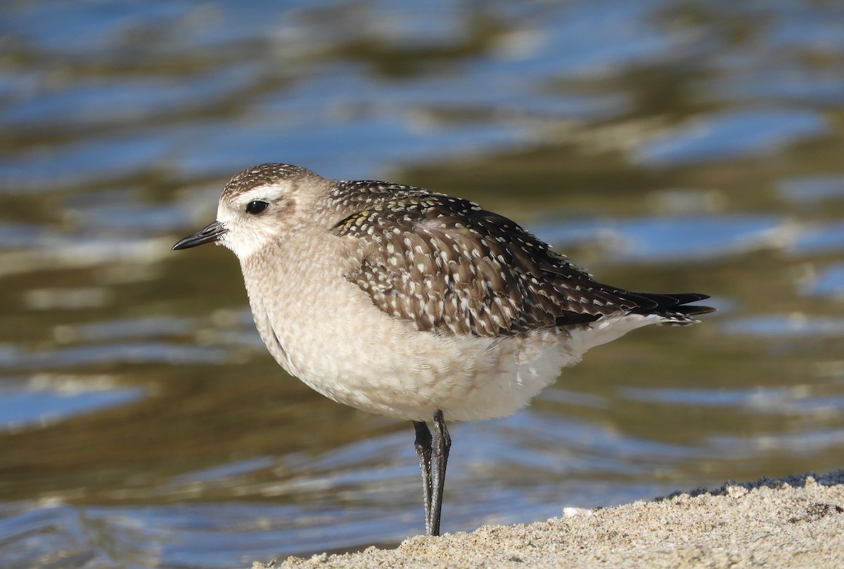 American Golden-Plover - ML626148946