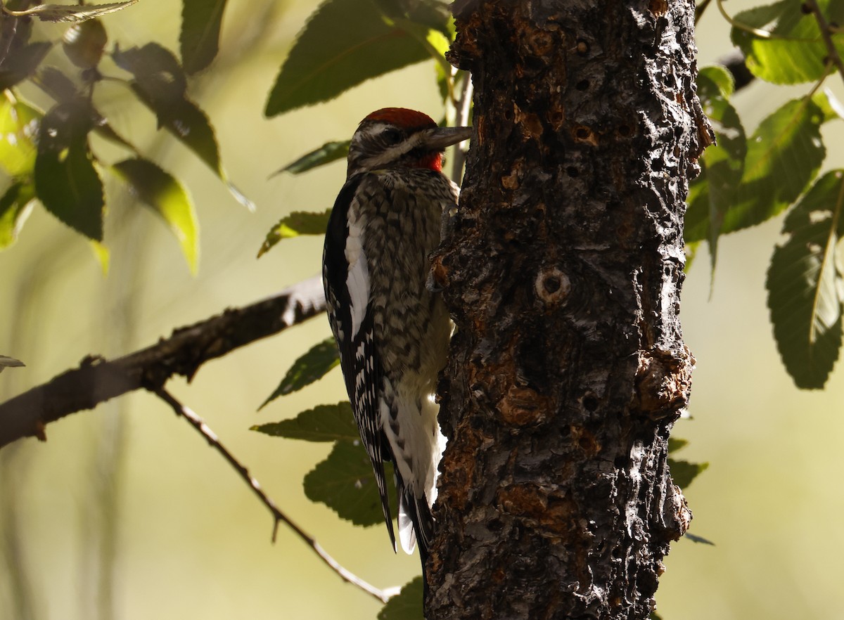 Red-naped Sapsucker - ML626148963