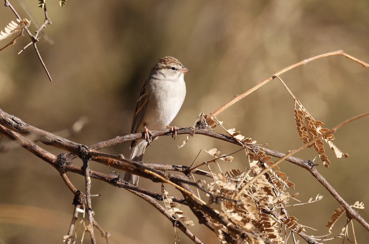 Chipping Sparrow - ML626149034