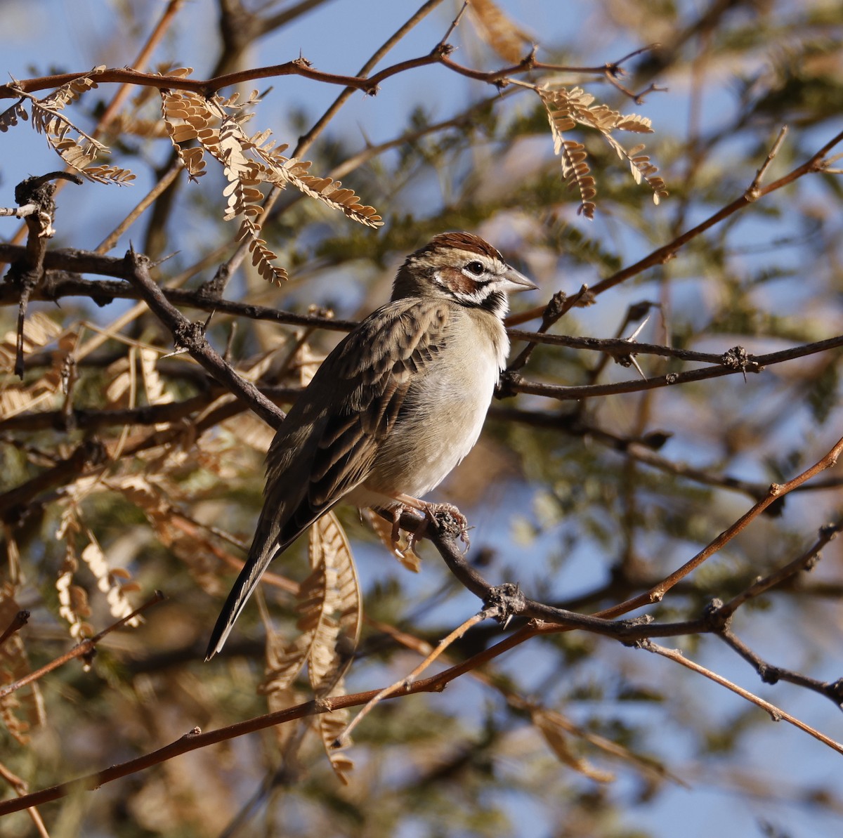 Lark Sparrow - ML626149042