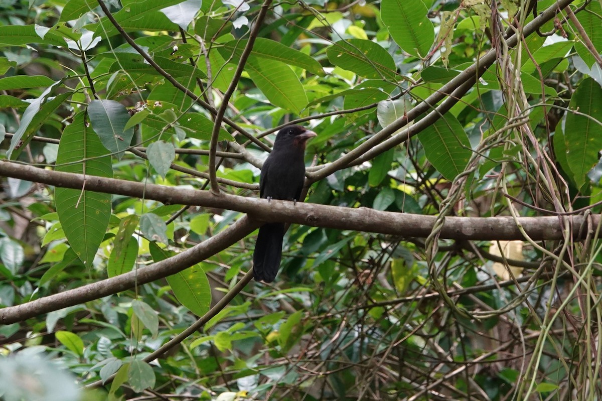 Black-fronted Nunbird - ML626149056