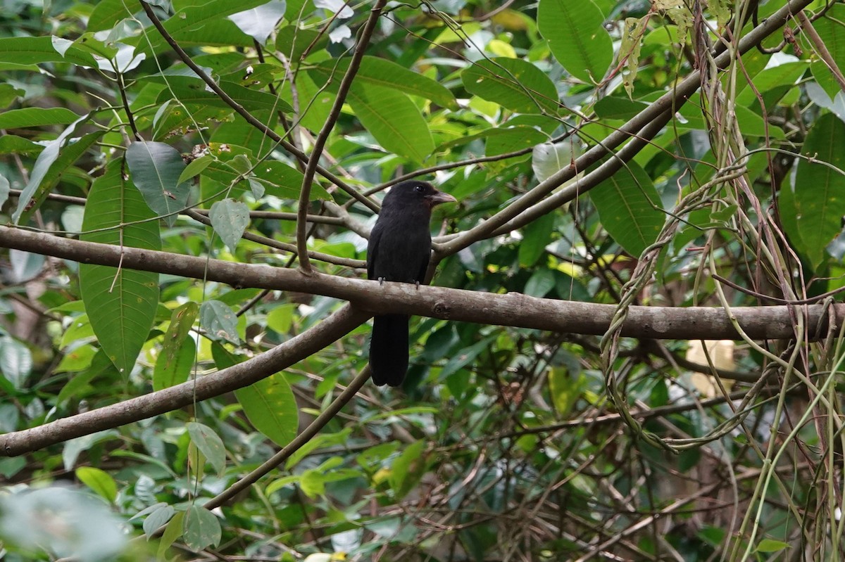 Black-fronted Nunbird - ML626149061