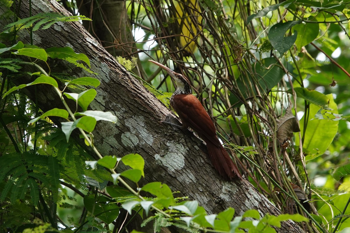 Long-billed Woodcreeper - ML626149078