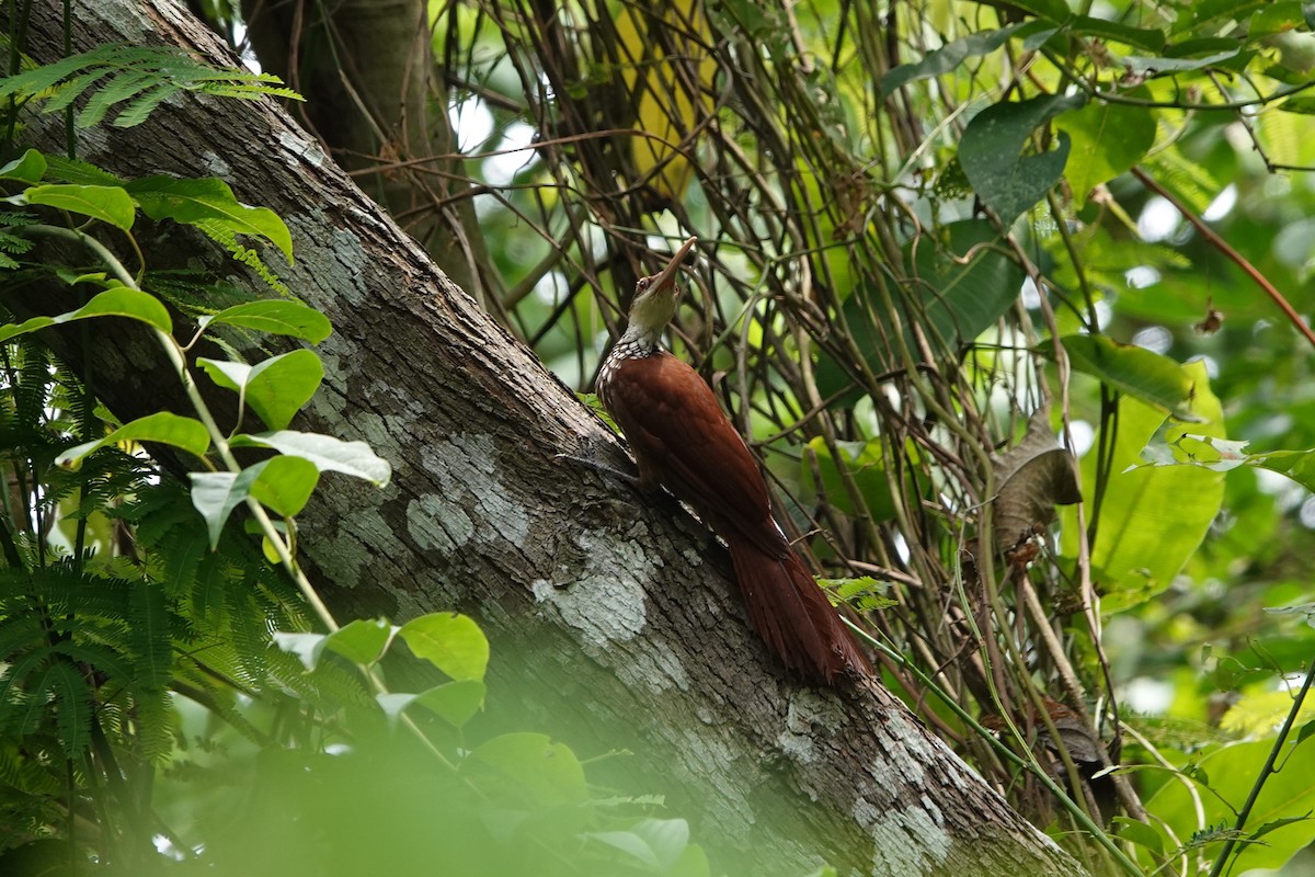 Long-billed Woodcreeper - ML626149086