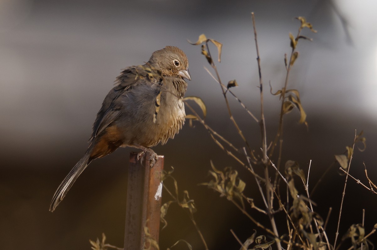 Canyon Towhee - ML626149087