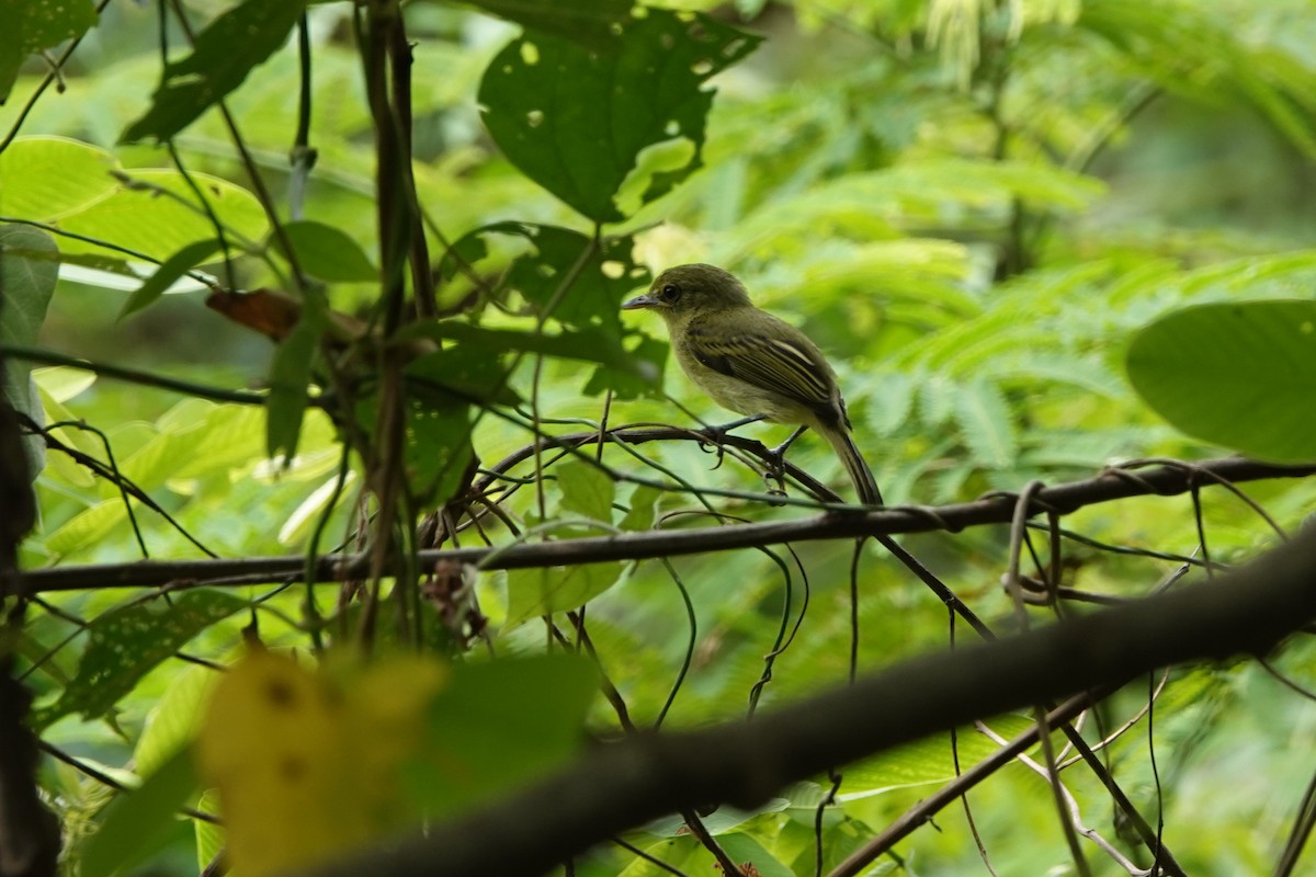 Yellow-olive Flatbill - ML626149103