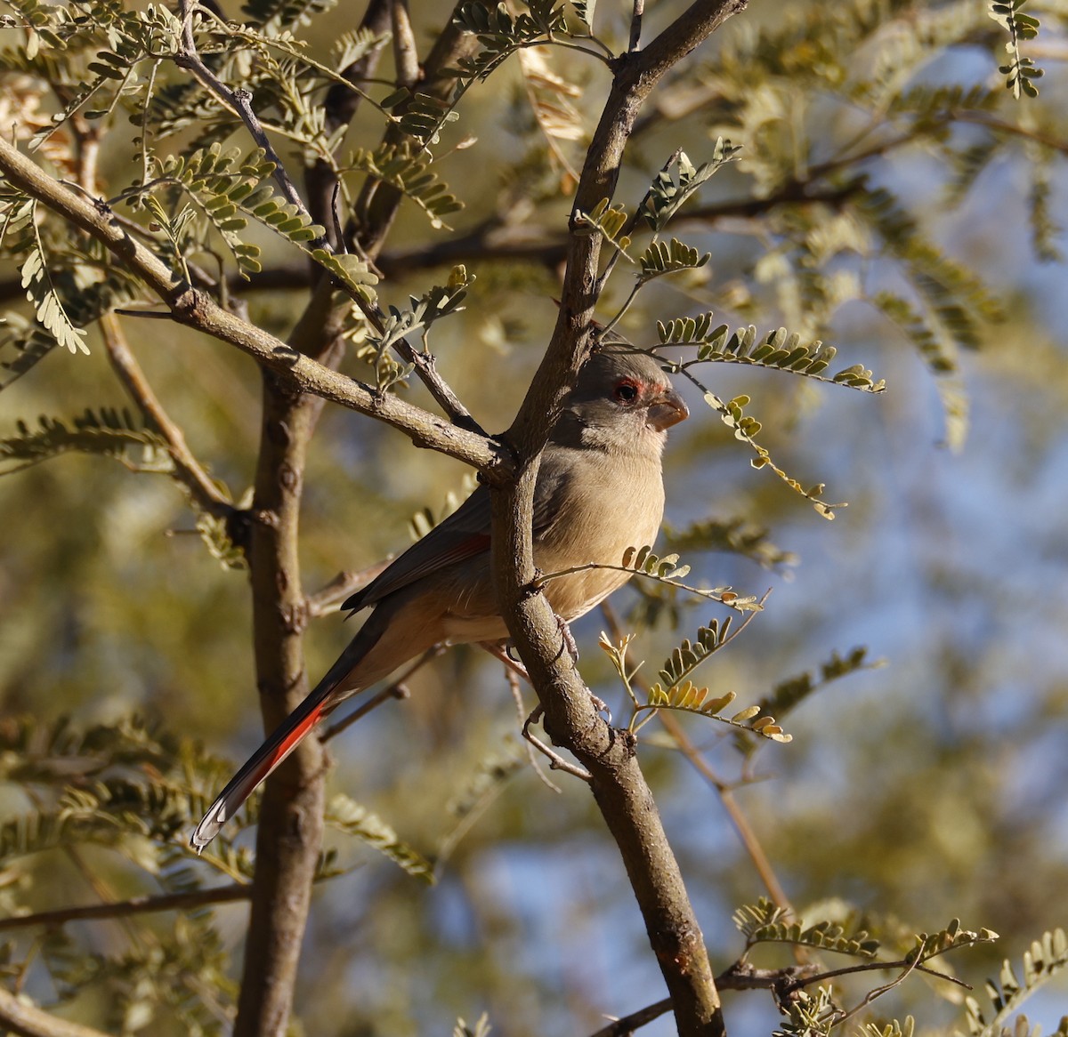 Pyrrhuloxia - ML626149106
