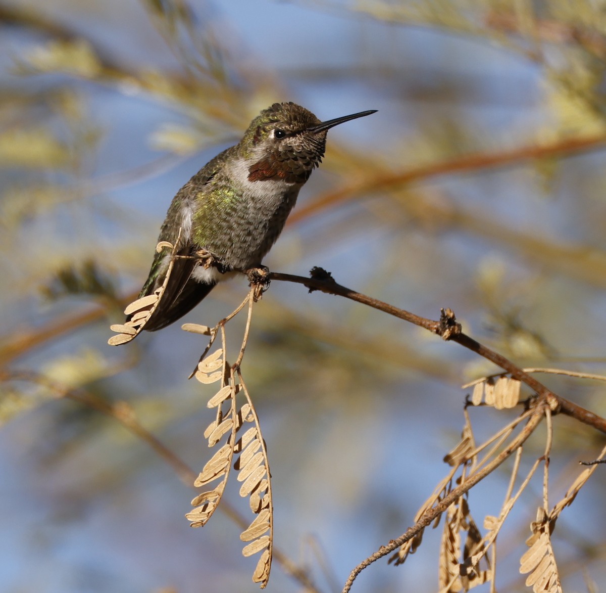 Anna's Hummingbird - ML626149113