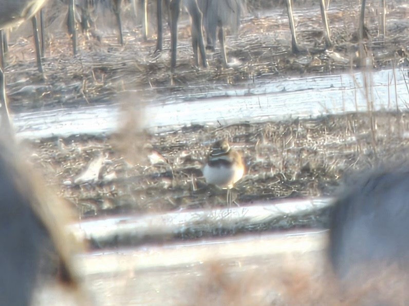 Killdeer - ML626149160