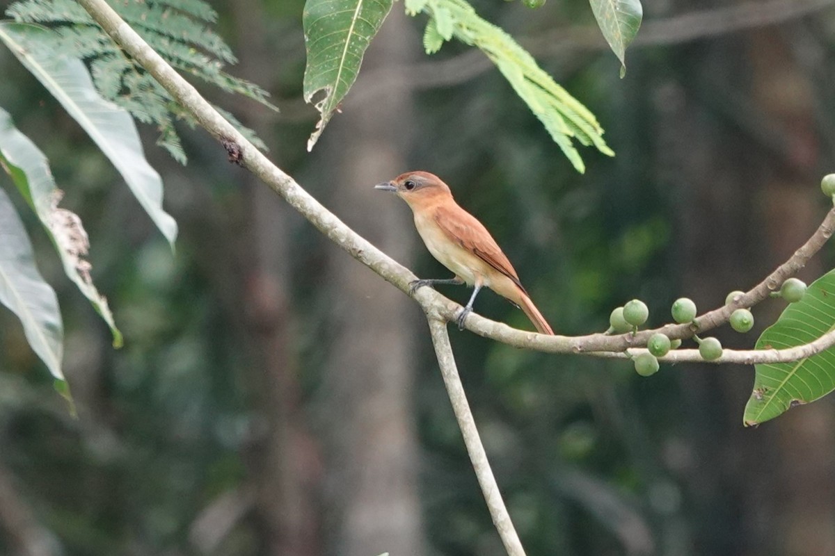 Chestnut-crowned Becard - ML626149173