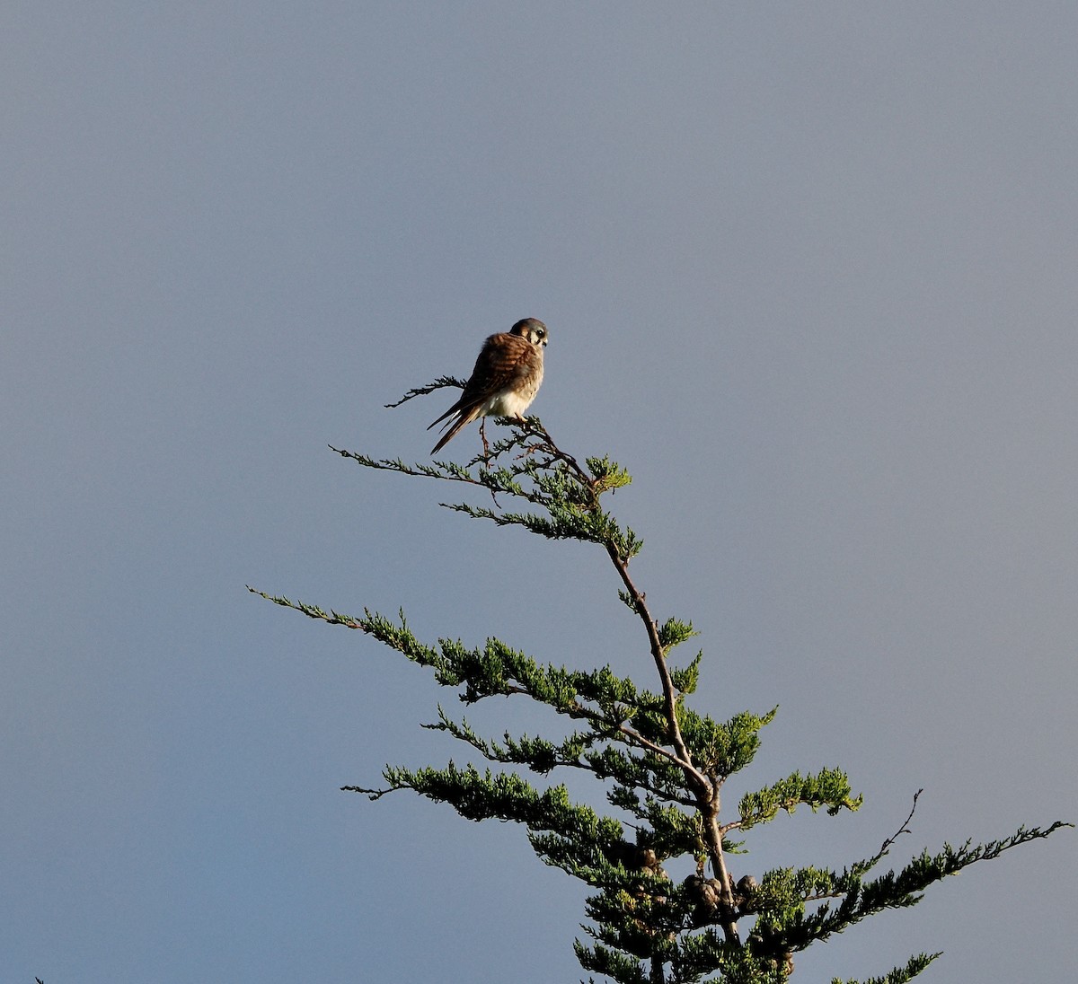 American Kestrel - ML626149174