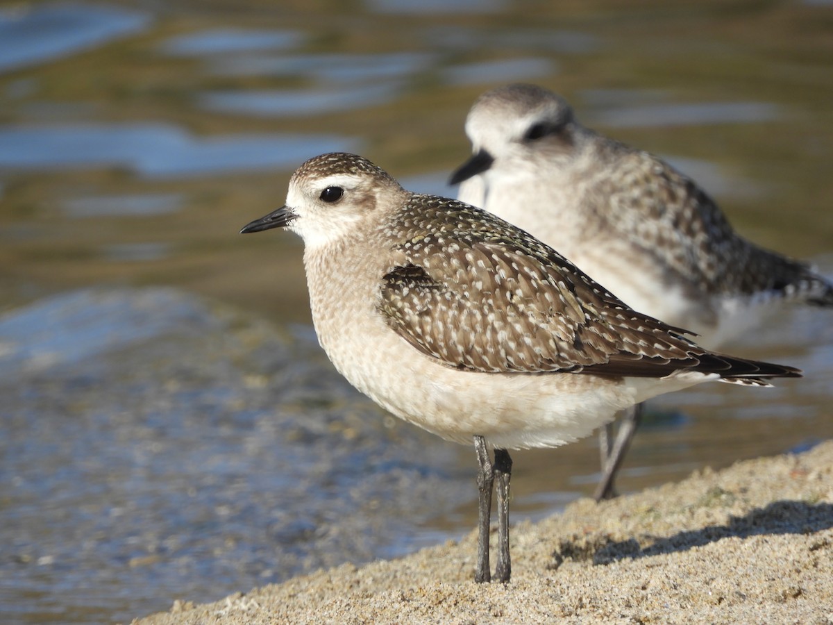 American Golden-Plover - ML626149178
