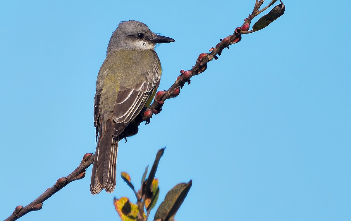 Tropical Kingbird - ML626149313