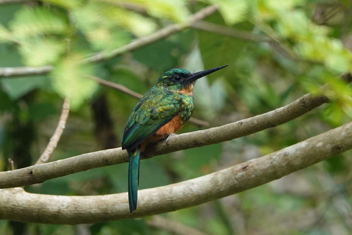 Green-tailed Jacamar - ML626149410