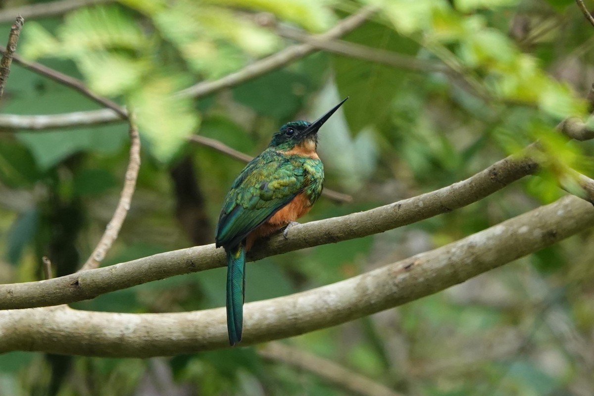 Green-tailed Jacamar - ML626149416