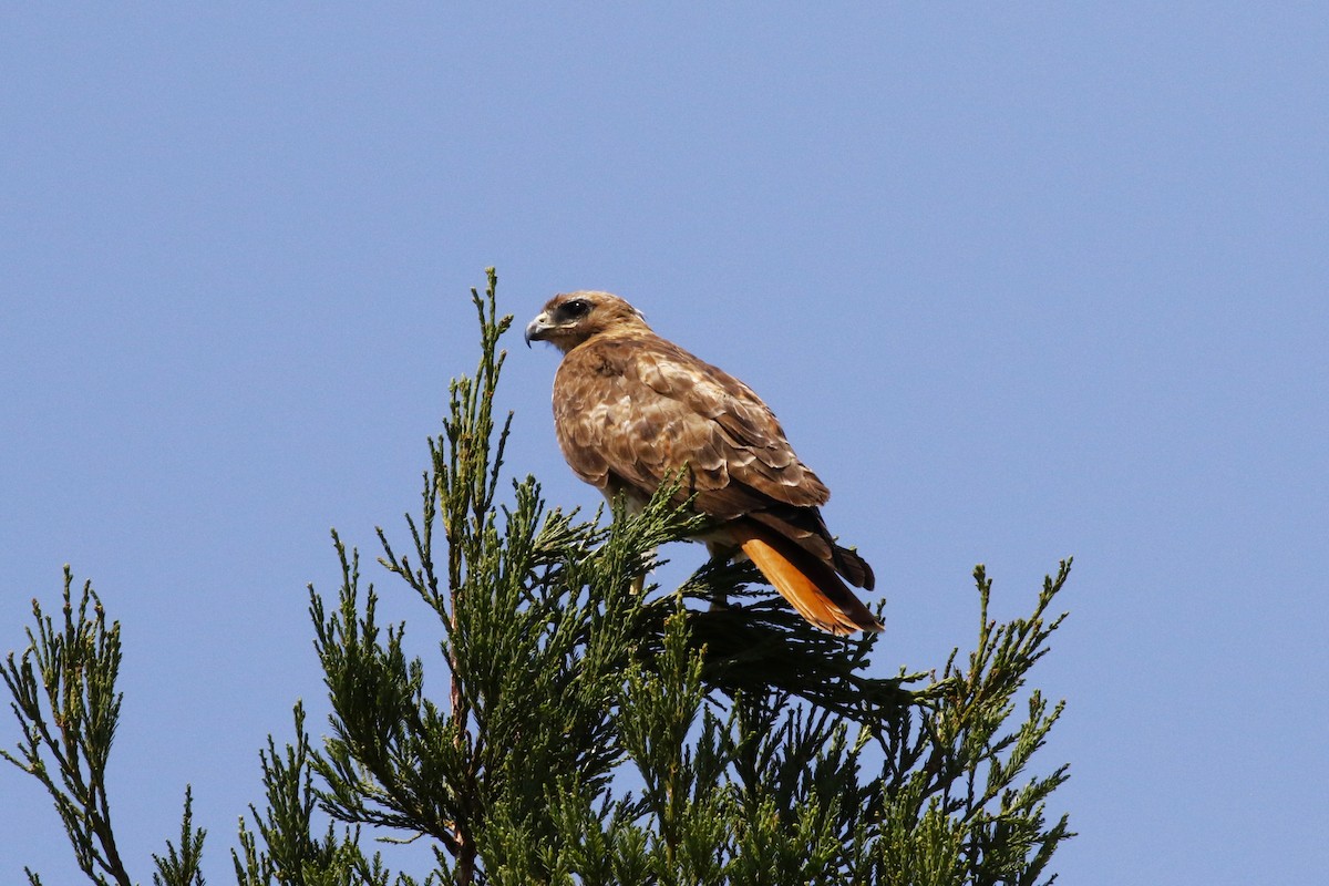 Red-tailed Hawk - ML626149431