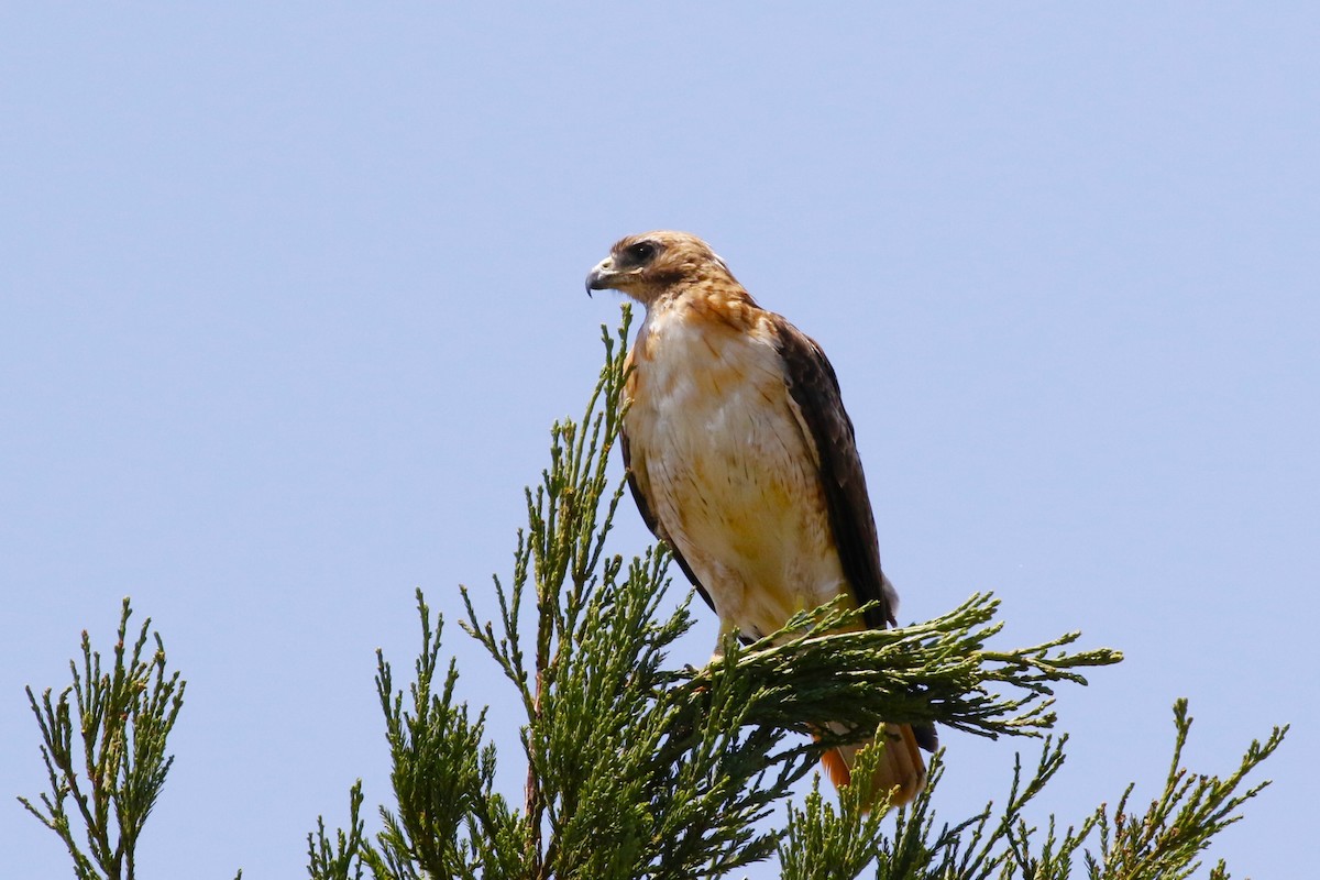 Red-tailed Hawk - ML626149432