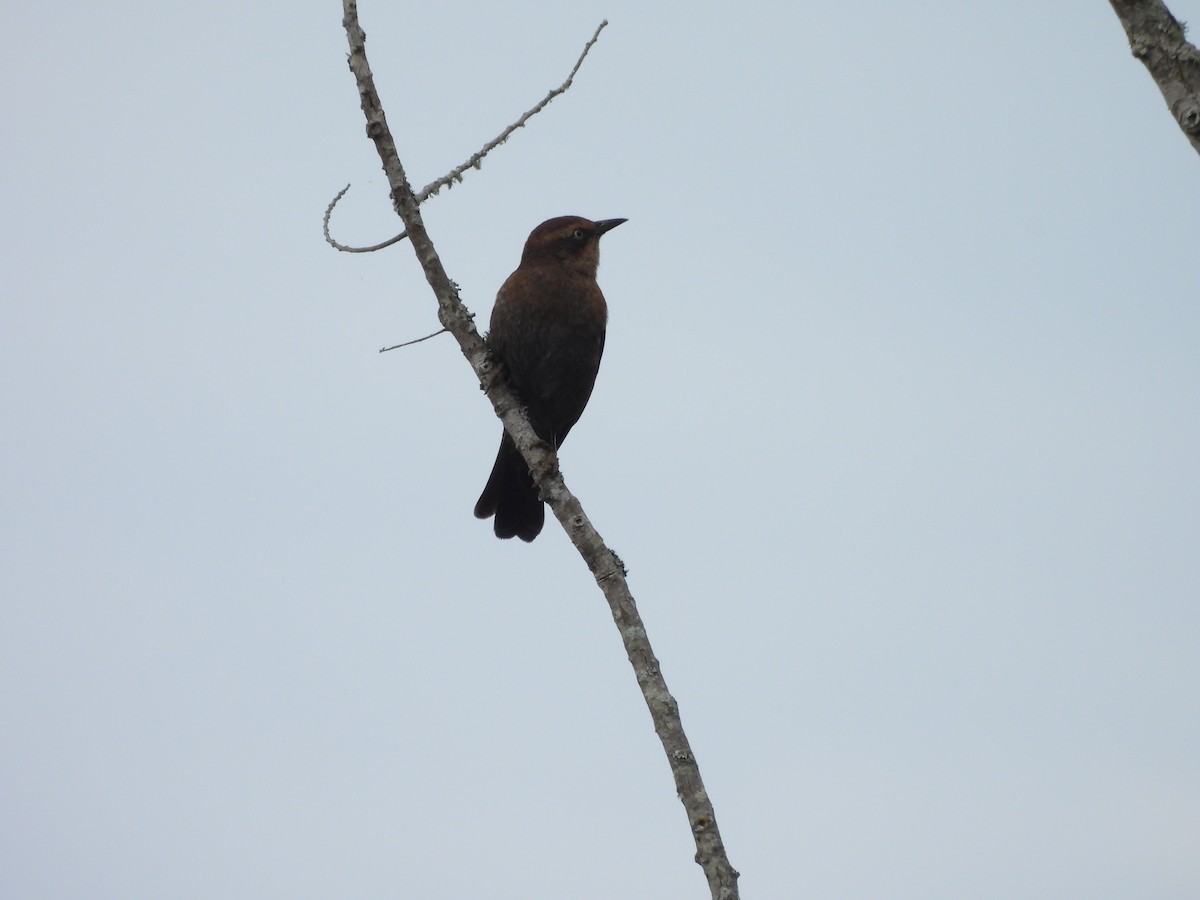 Rusty Blackbird - ML626149444